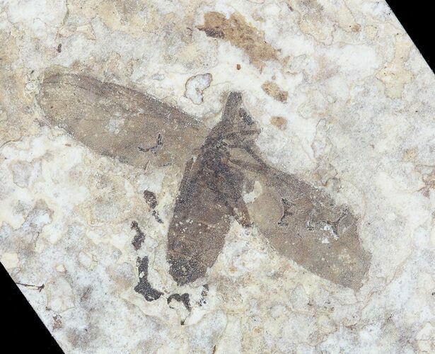 Fossil March Fly (Plecia) - Green River Formation #65099